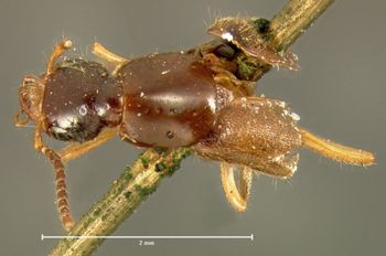 Media type: image; Entomology 34095   Aspect: habitus dorsal view